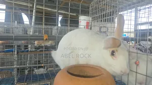Rabbits Available