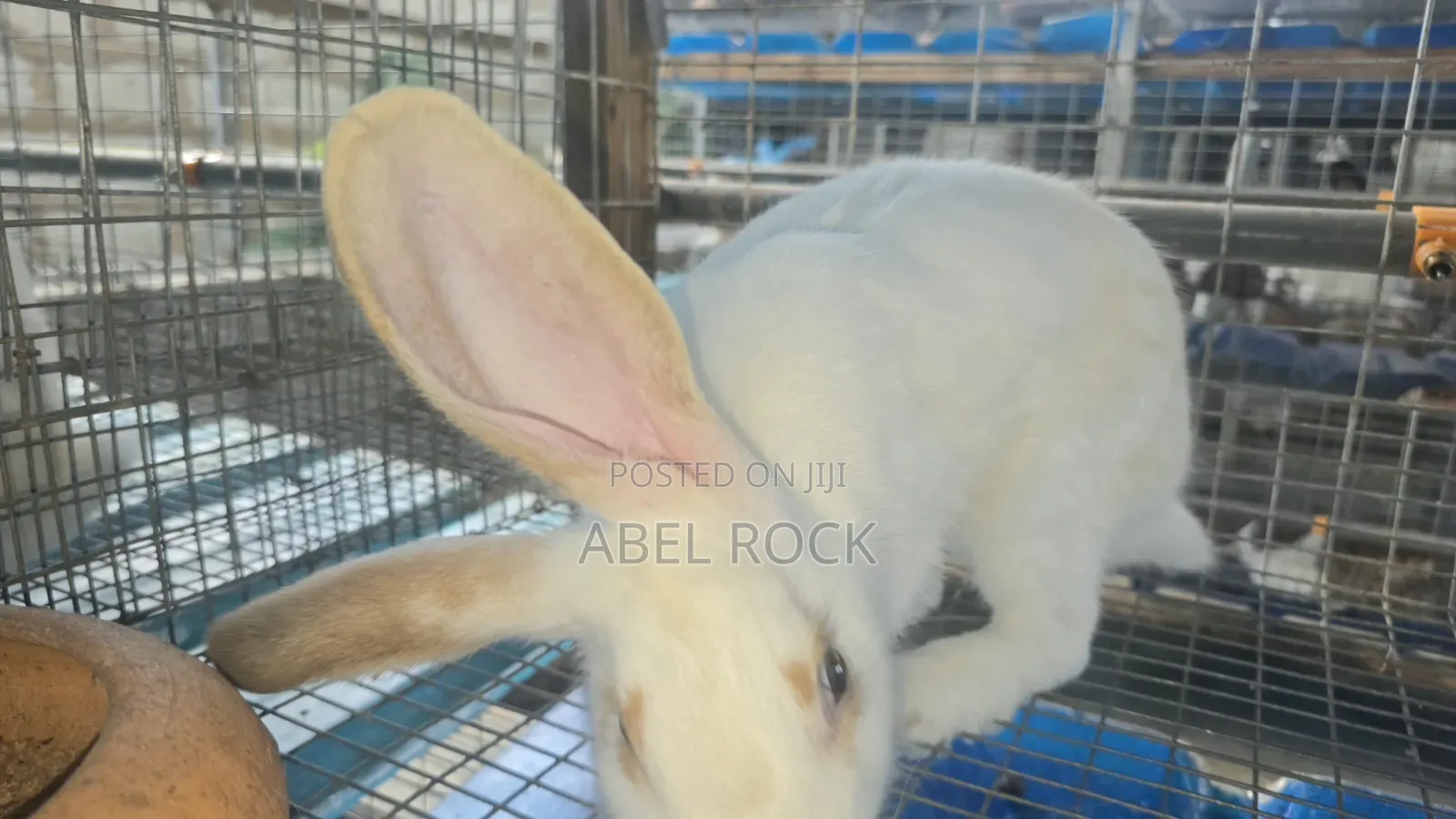 Rabbits Available