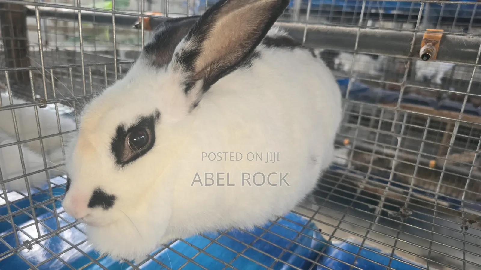 Rabbits Available