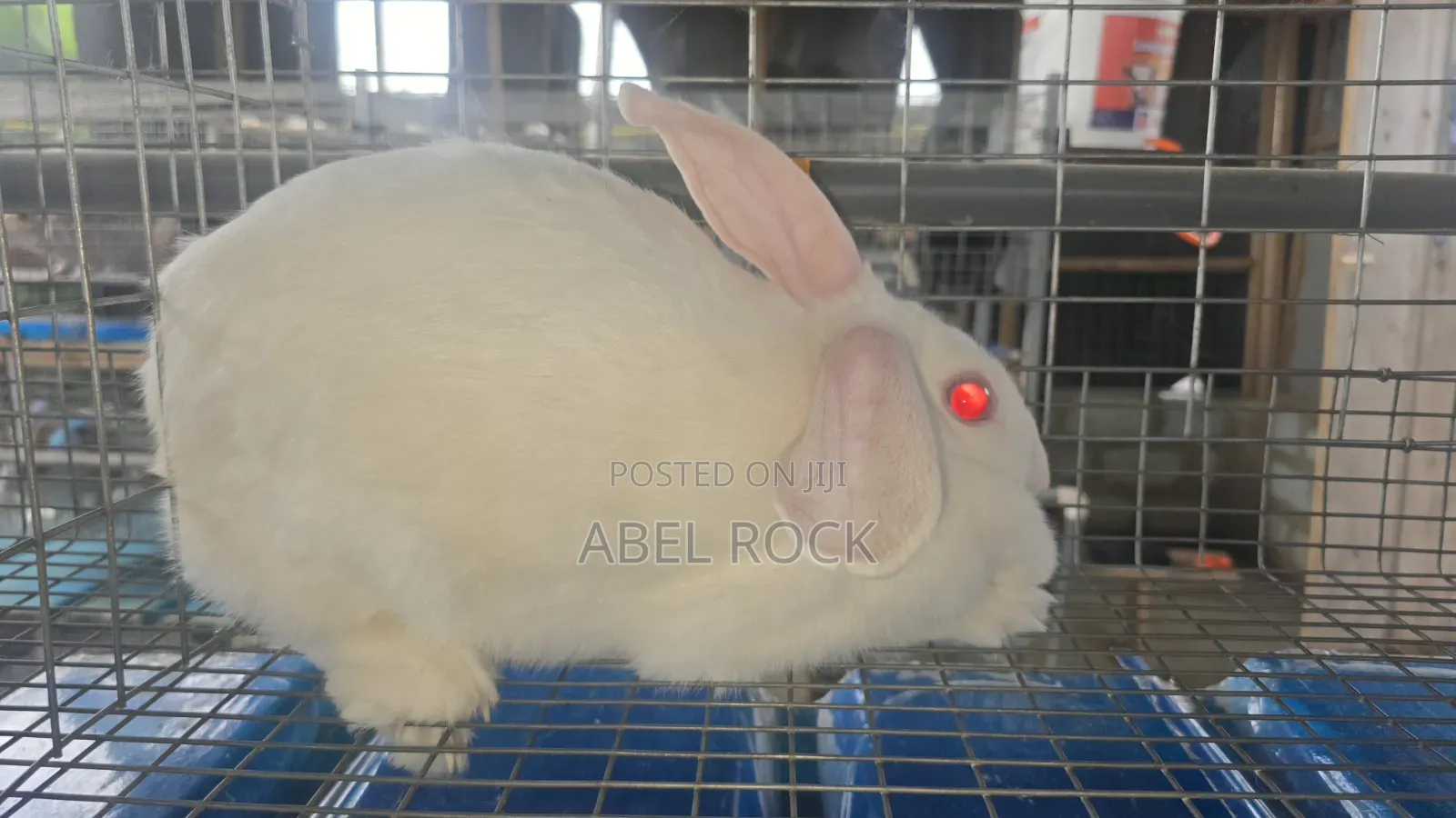 Rabbits Available