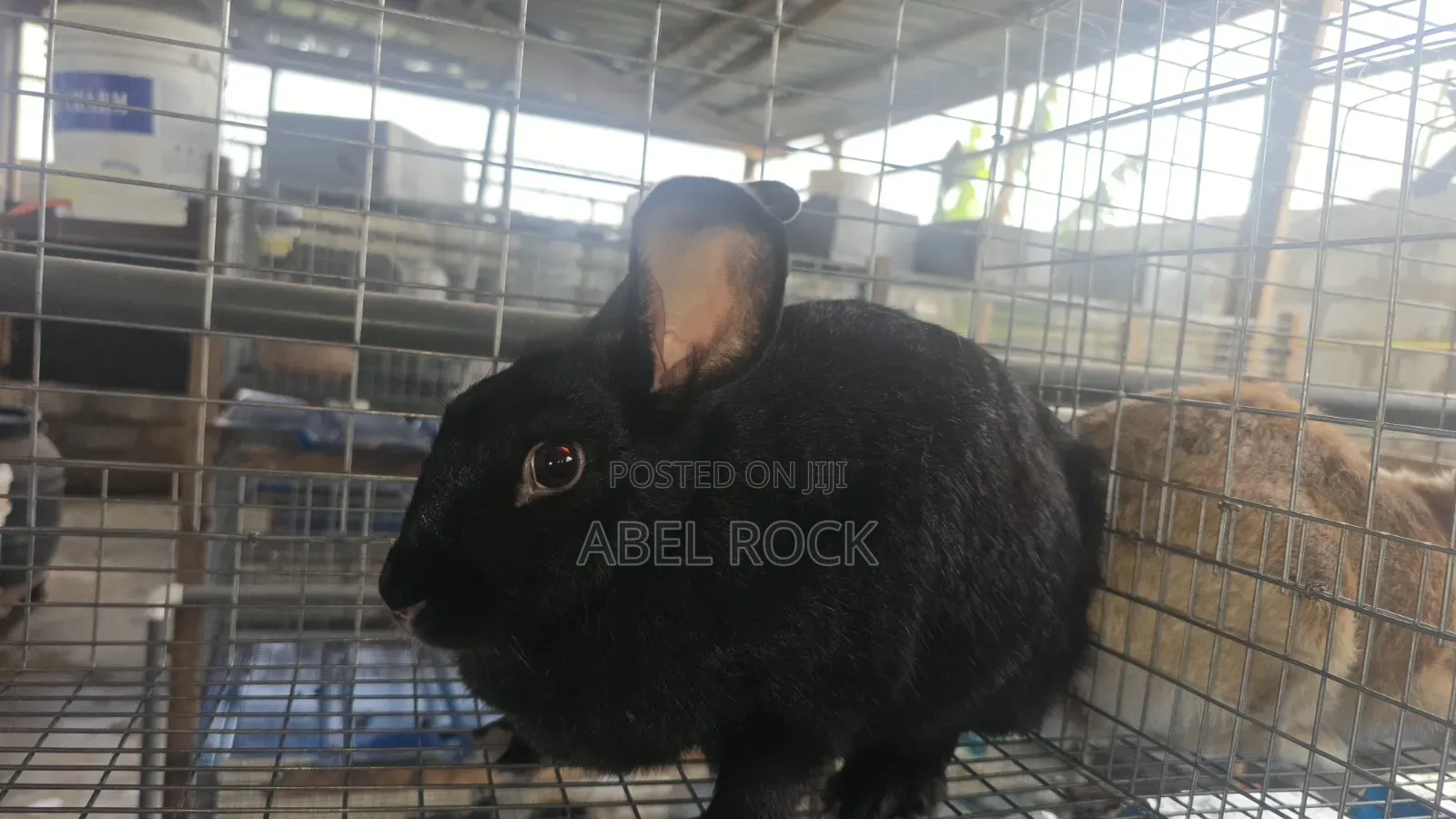 Rabbits Available