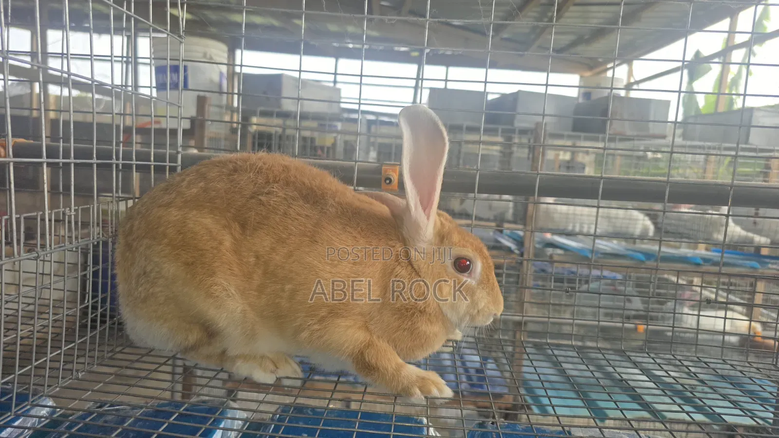 Rabbits Available