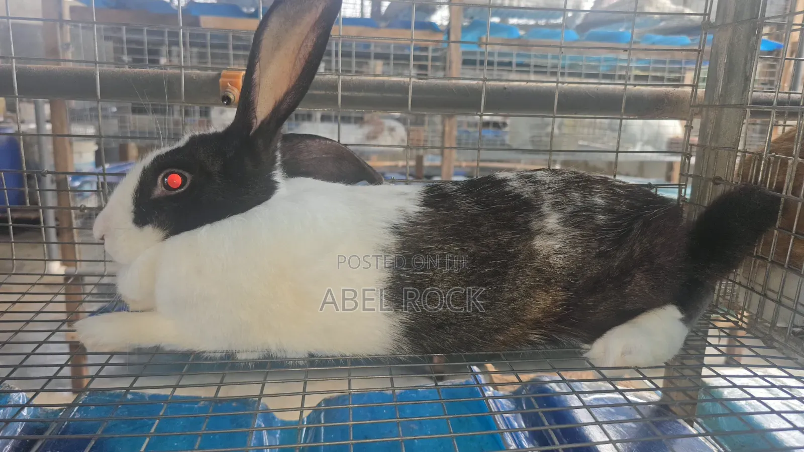 Rabbits Available