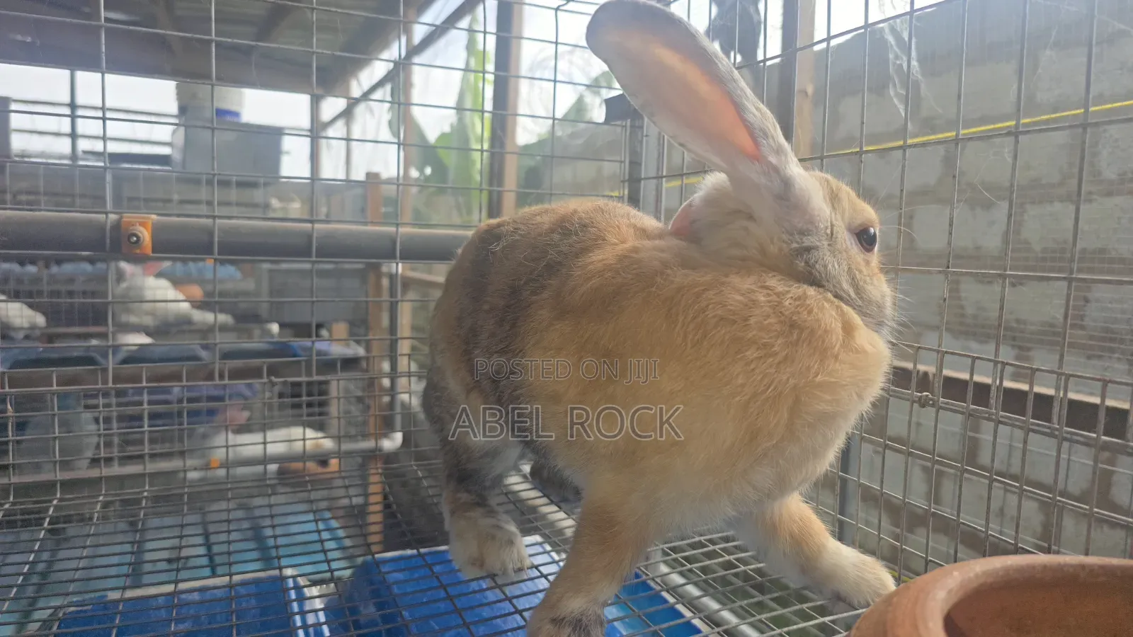 Rabbits Available
