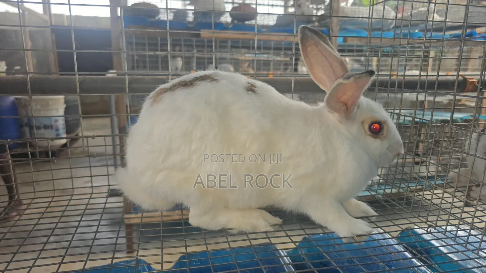 Rabbits Available