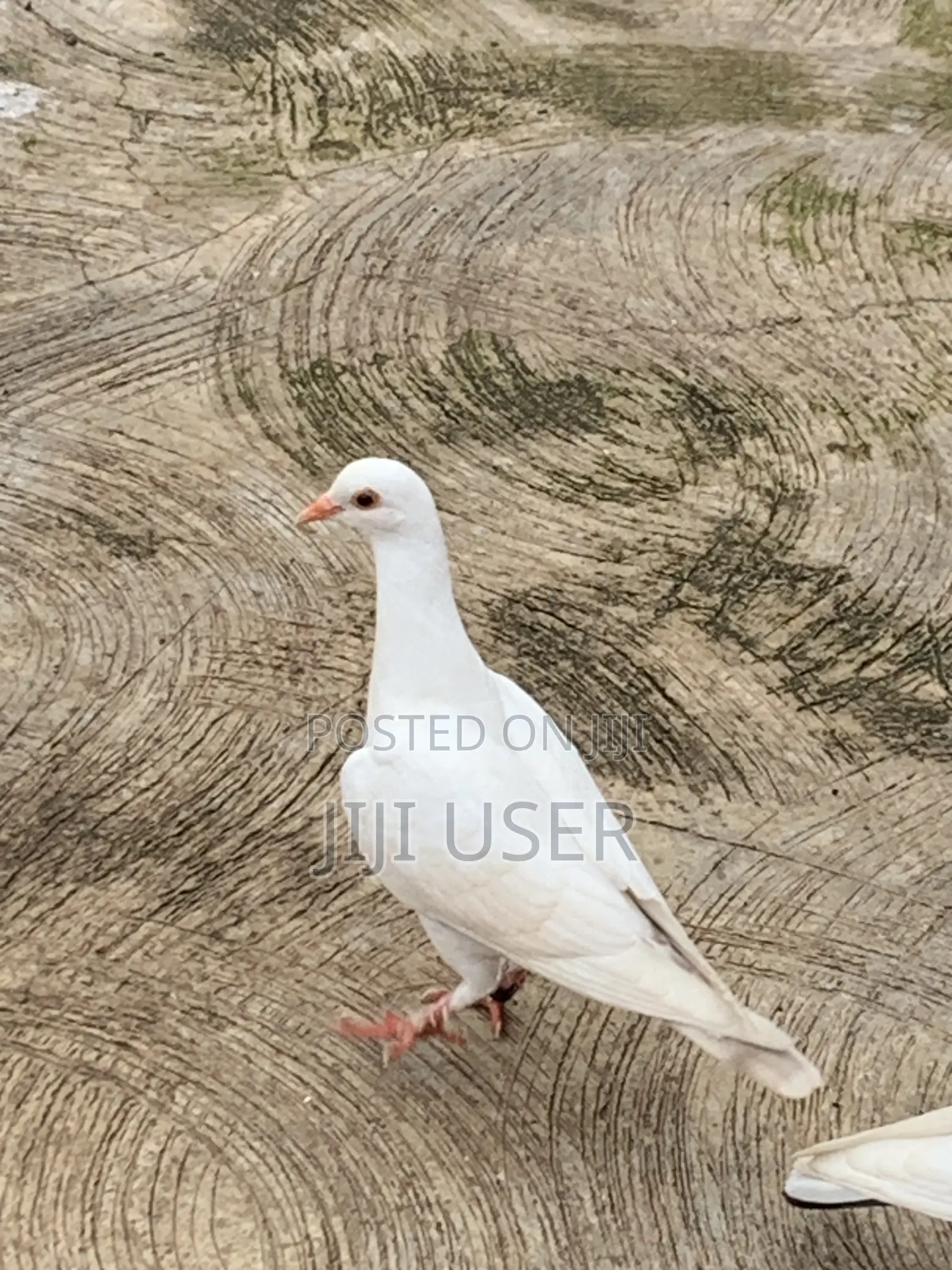 White Dove