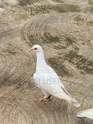 White Dove