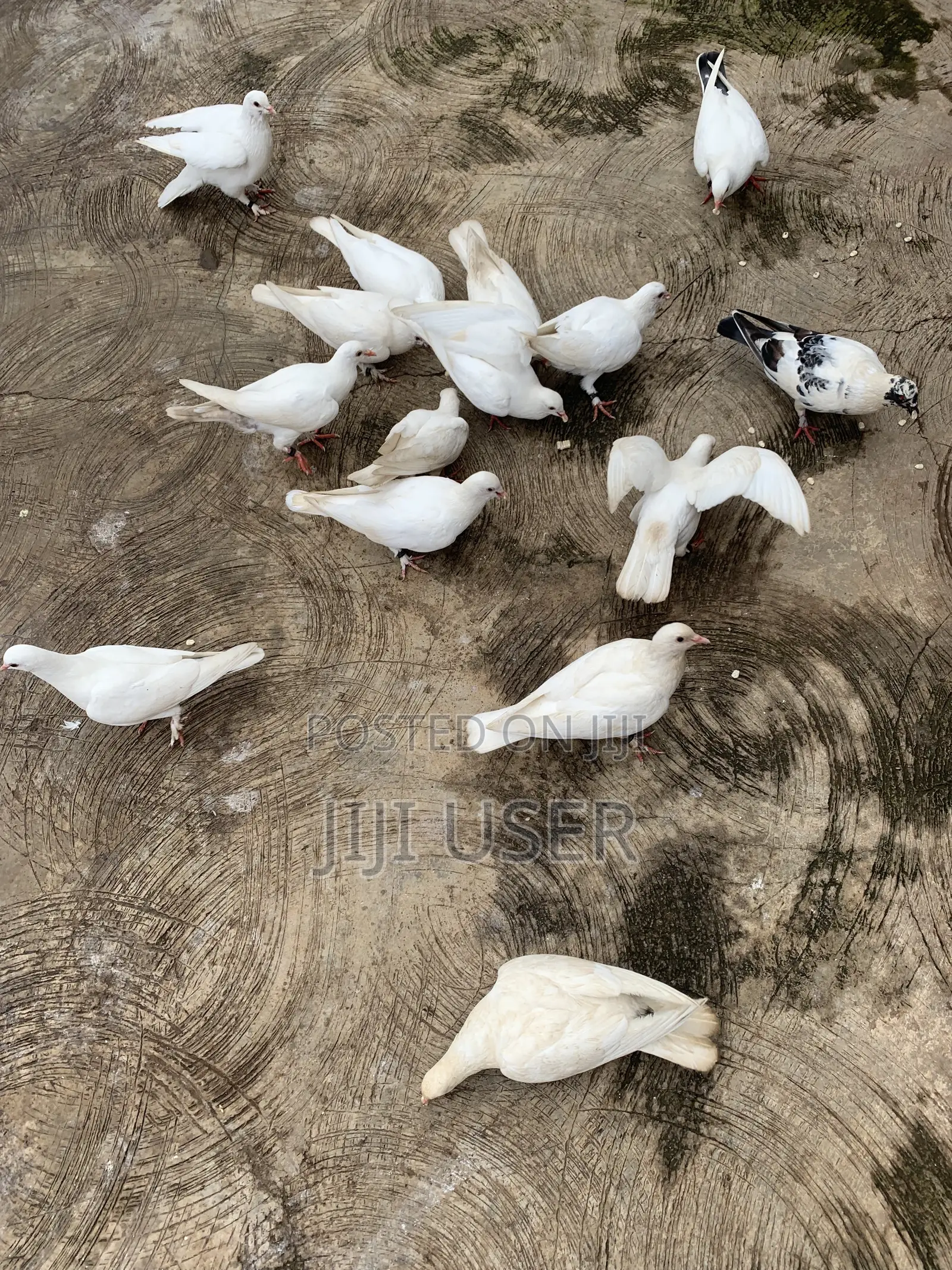 White Dove