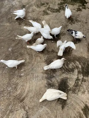 White Dove