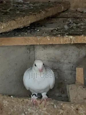 White Dove