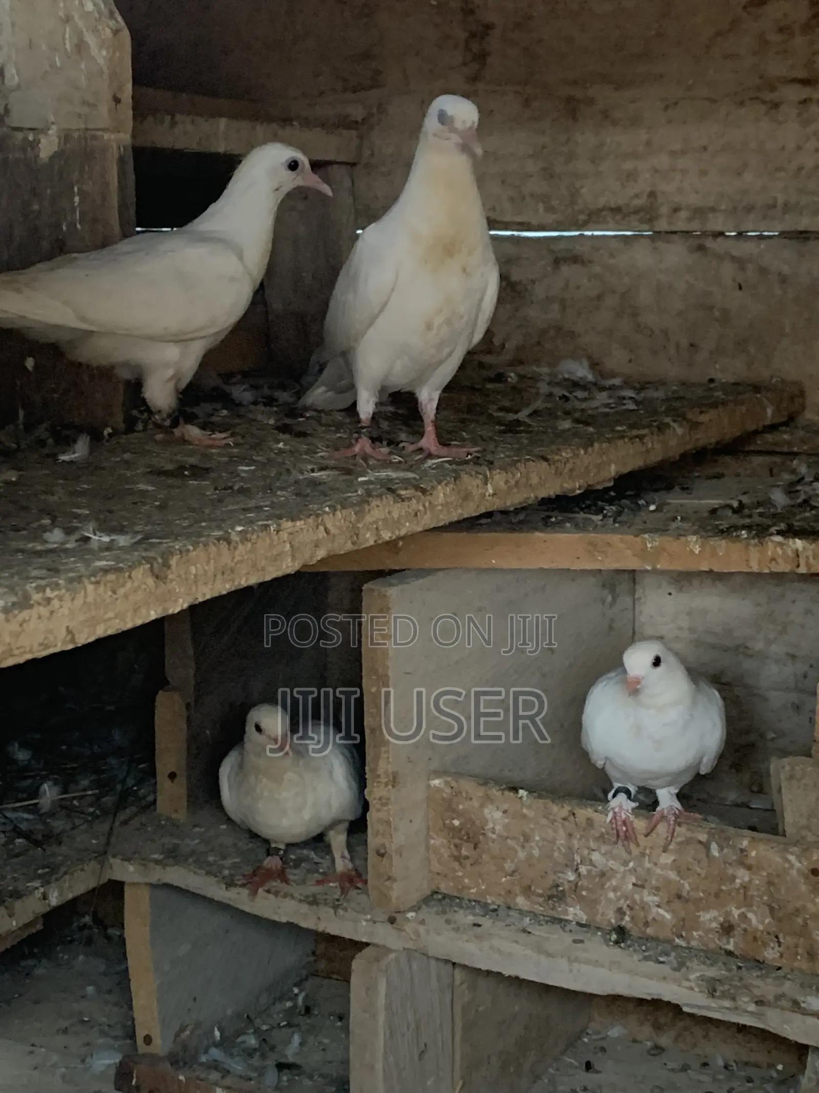 White Dove