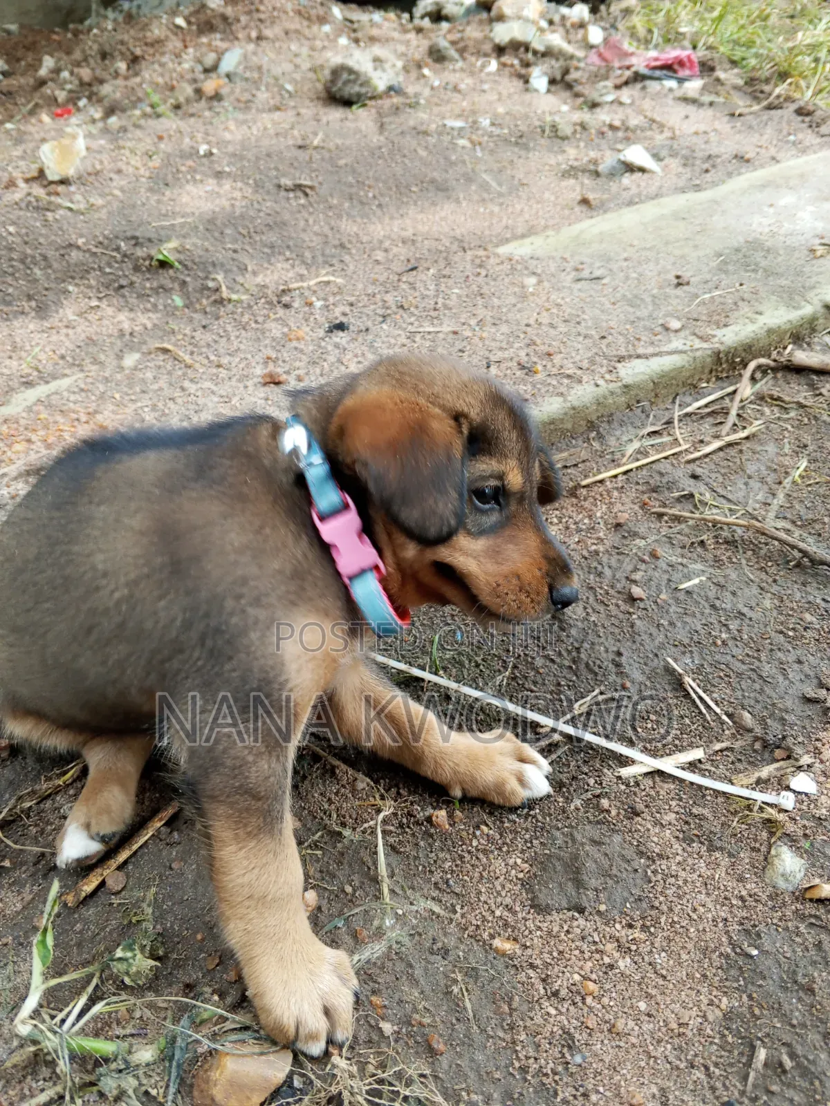 3-6 months Female Mixed Breed Labrador Retriever