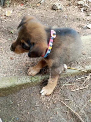 3-6 months Female Mixed Breed Labrador Retriever