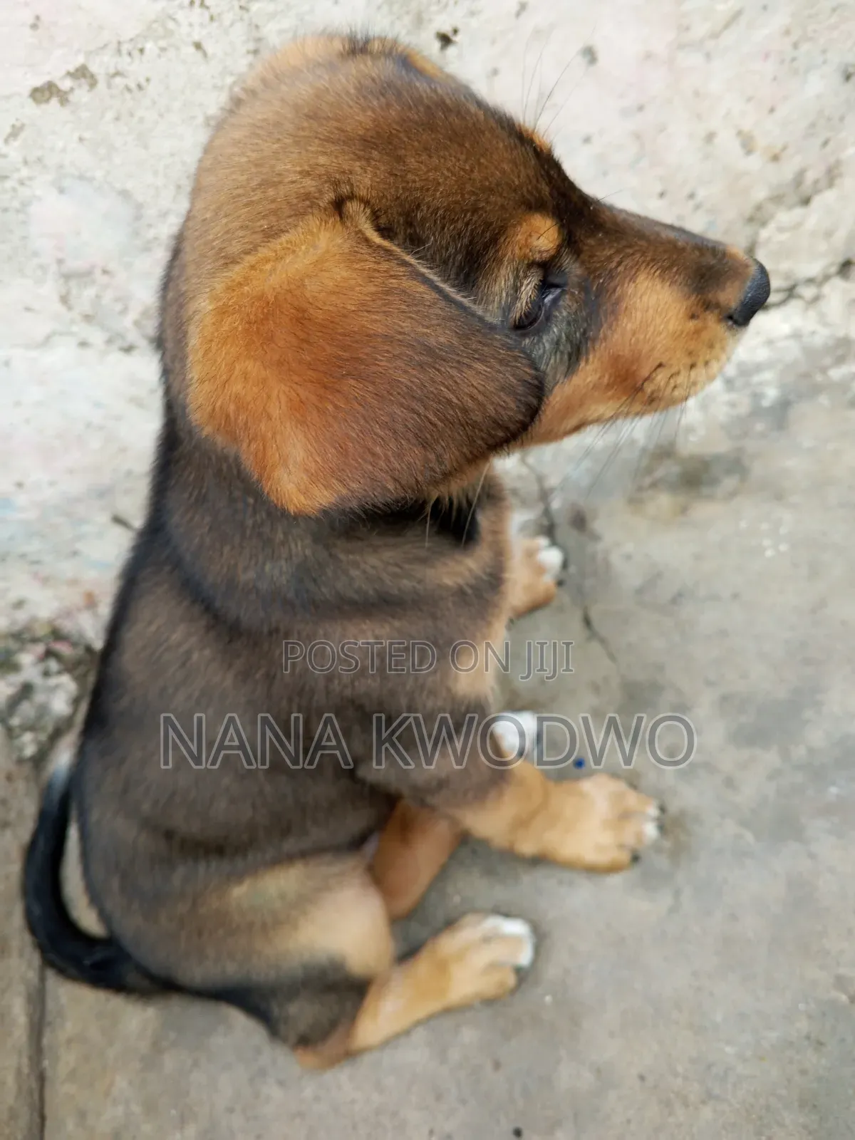 3-6 months Female Mixed Breed Labrador Retriever