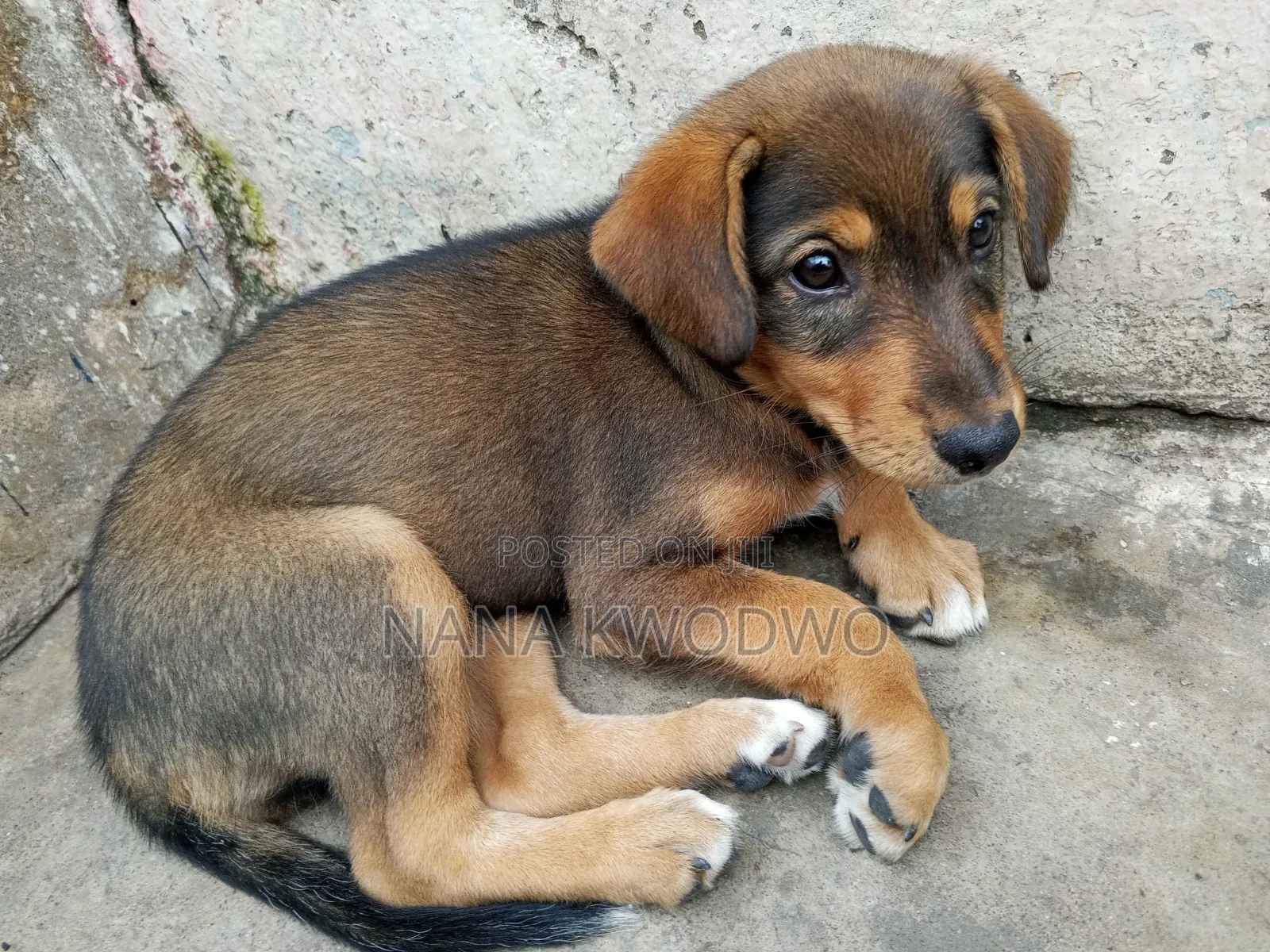 3-6 months Female Mixed Breed Labrador Retriever