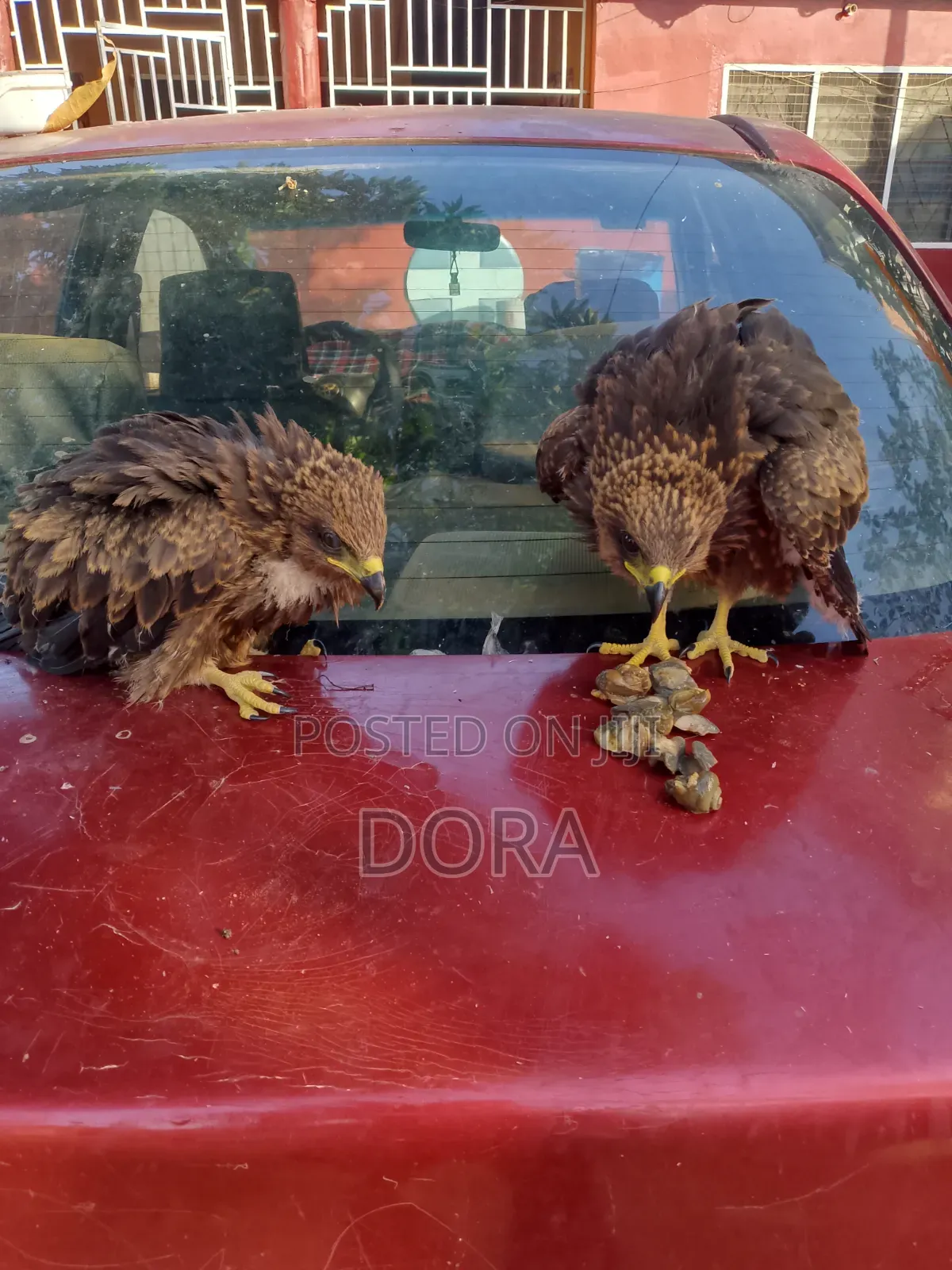 Cotton Tail Hawks