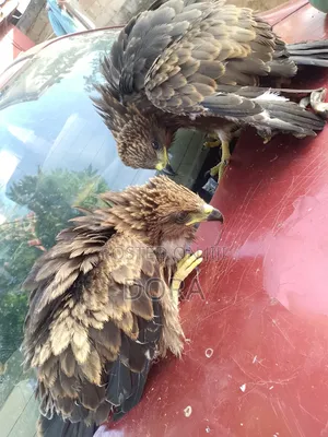 Cotton Tail Hawks