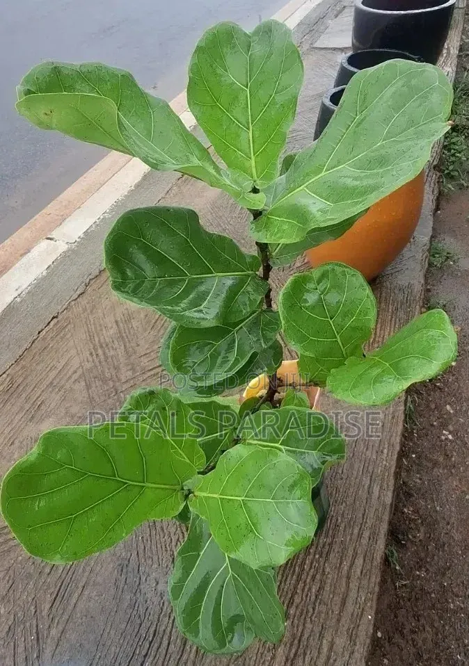 Fiddle Leaf For Sale