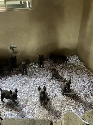 1-3 months Female Purebred Belgian Malinois
