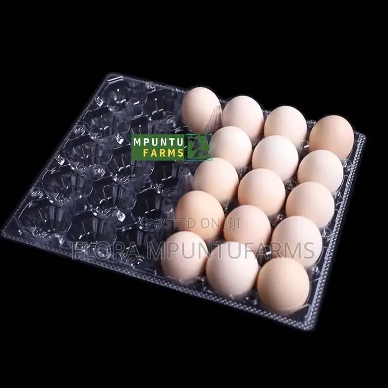 Transparent Egg Crates