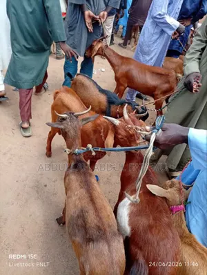 Goat Is Available