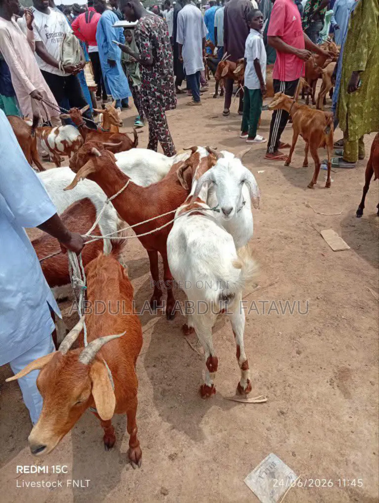 Goat Is Available