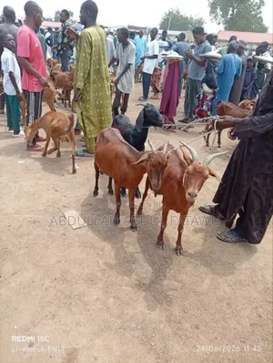 Goat Is Available