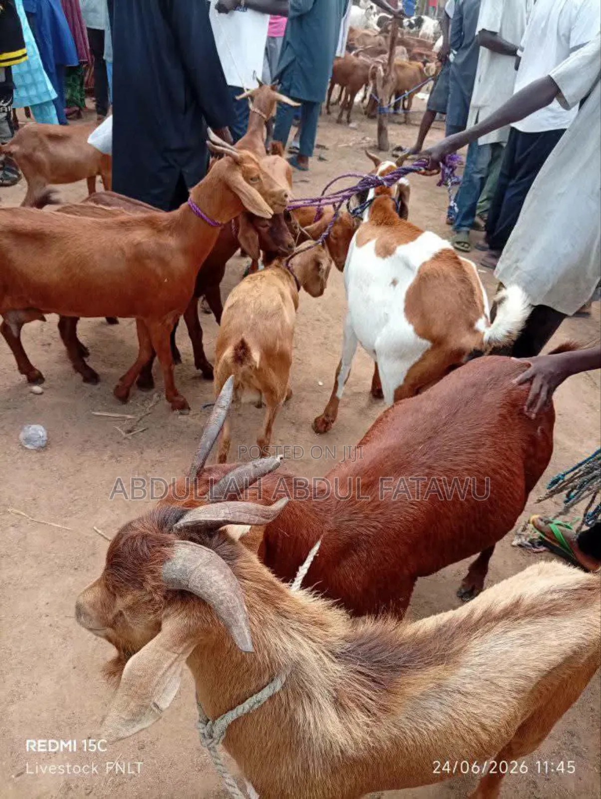 Goat Is Available