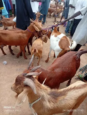 Goat Is Available