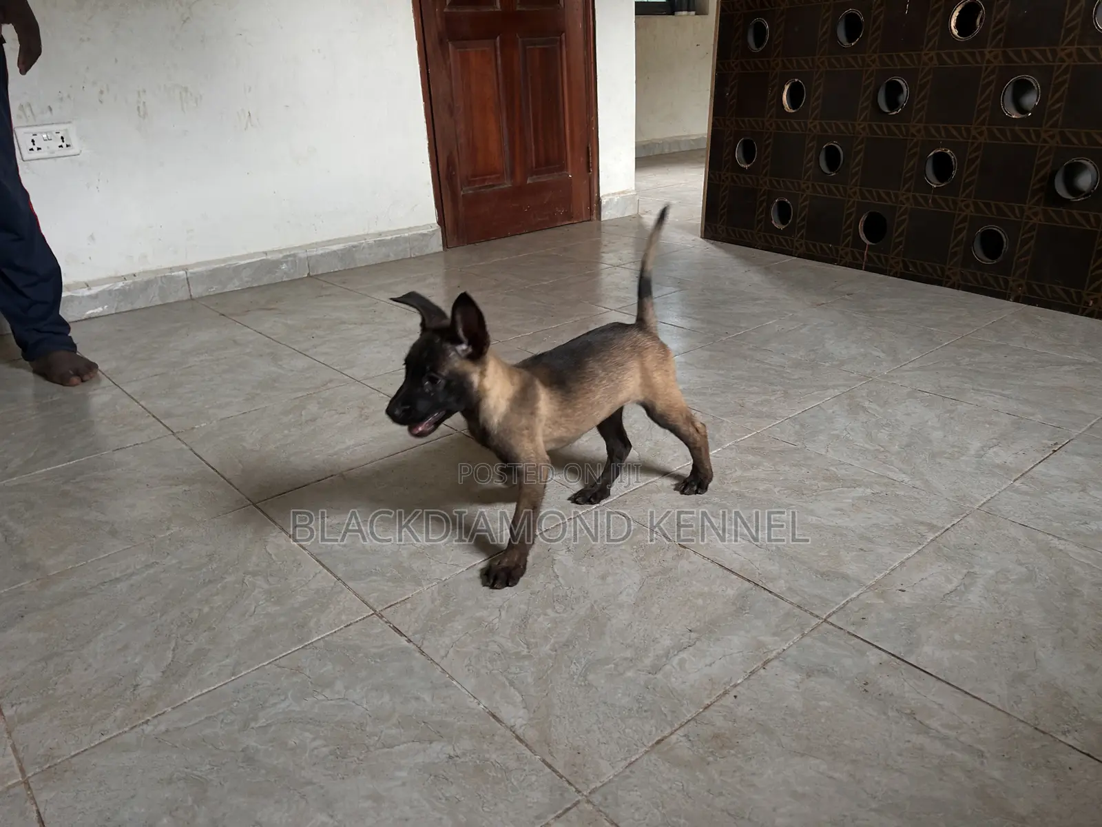 1-3 months Female Purebred Belgian Malinois