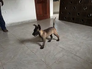 1-3 months Female Purebred Belgian Malinois