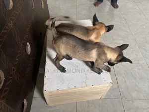 1-3 months Female Purebred Belgian Malinois
