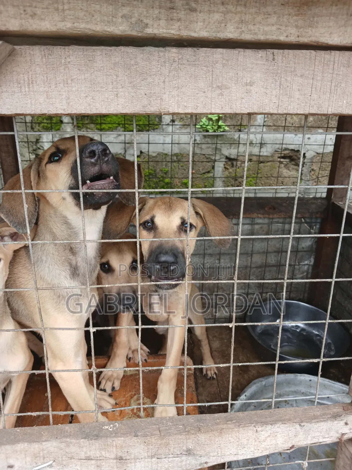 1-3 months Male Mixed Breed German Shepherd