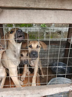 1-3 months Male Mixed Breed German Shepherd