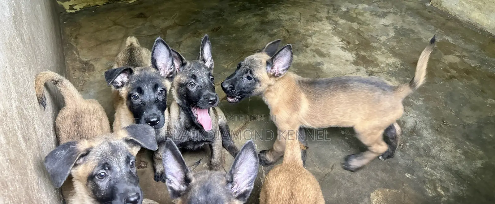 1-3 months Female Purebred Belgian Malinois