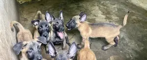 1-3 months Female Purebred Belgian Malinois