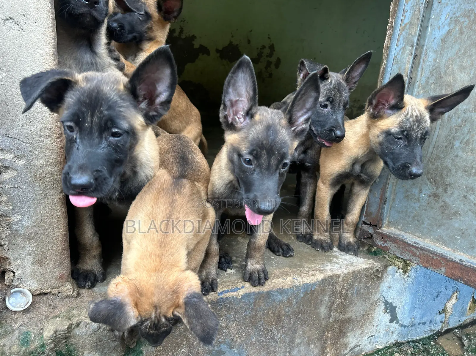 1-3 months Female Purebred Belgian Malinois