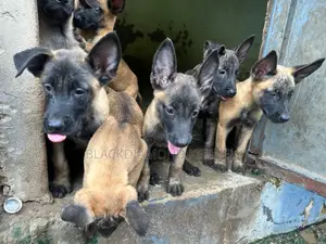 1-3 months Female Purebred Belgian Malinois
