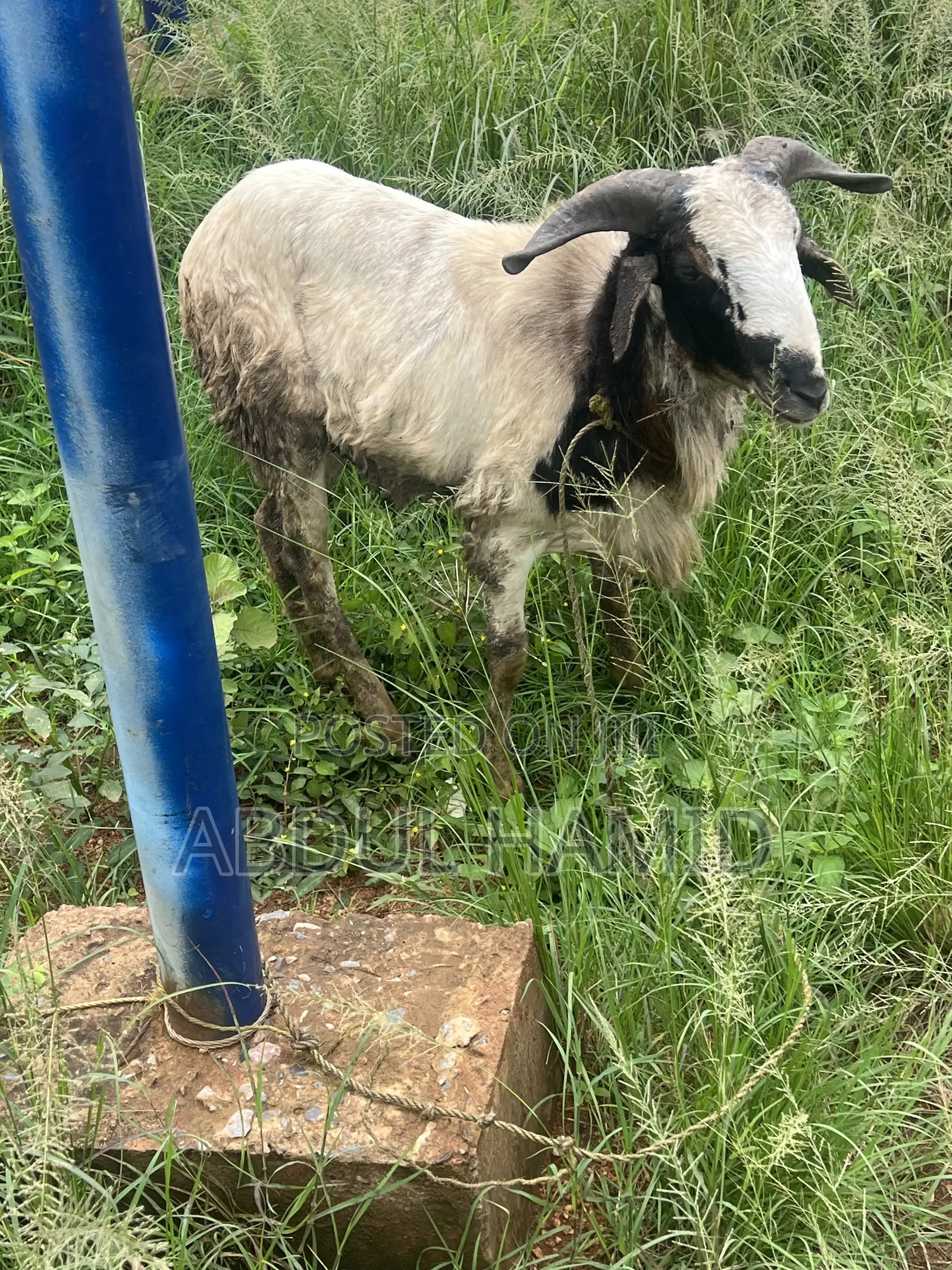 Mature Healthy Male Ram / Sheep for Sale