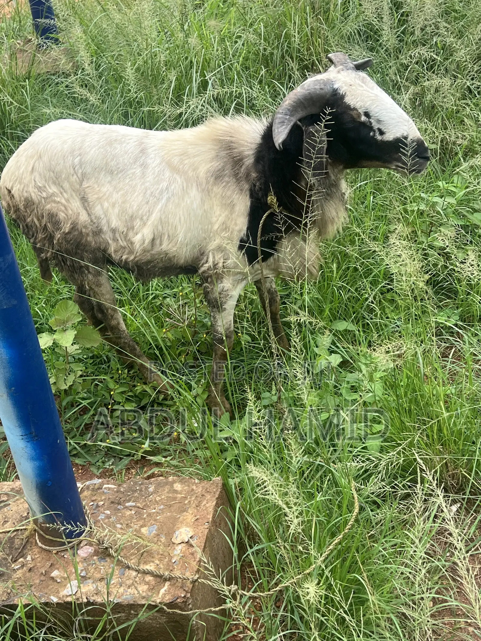 Mature Healthy Male Ram / Sheep for Sale