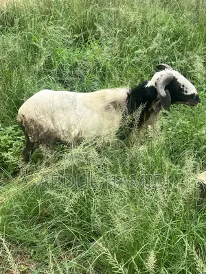 Mature Healthy Male Ram / Sheep for Sale