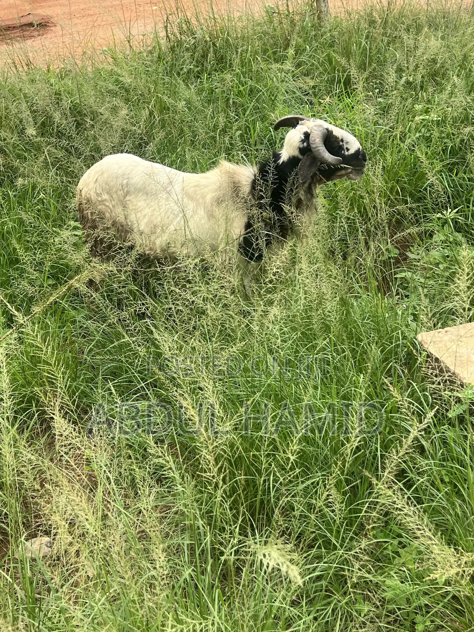 Mature Healthy Male Ram / Sheep for Sale