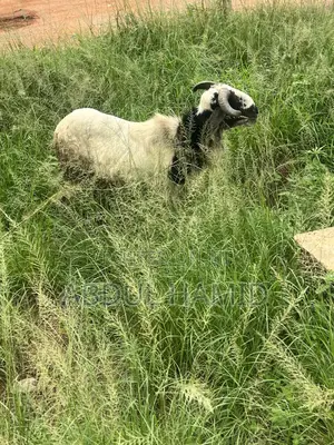 Mature Healthy Male Ram / Sheep for Sale