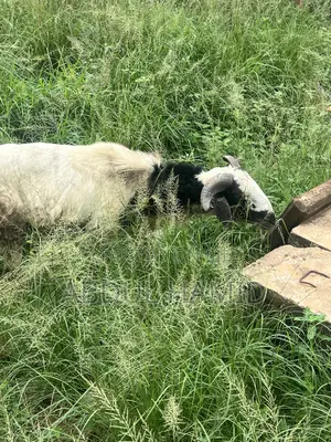 Mature Healthy Male Ram / Sheep for Sale