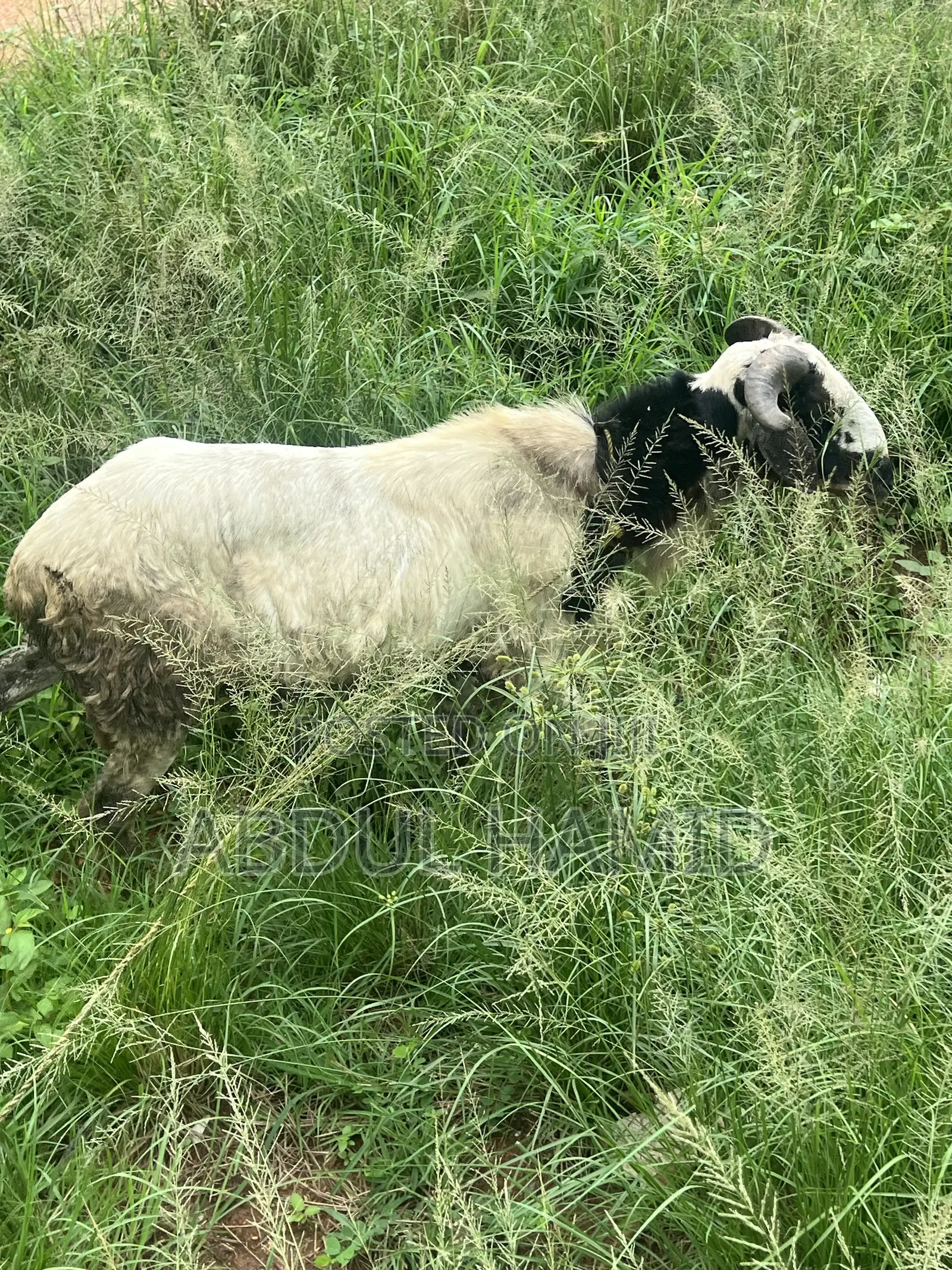 Mature Healthy Male Ram / Sheep for Sale