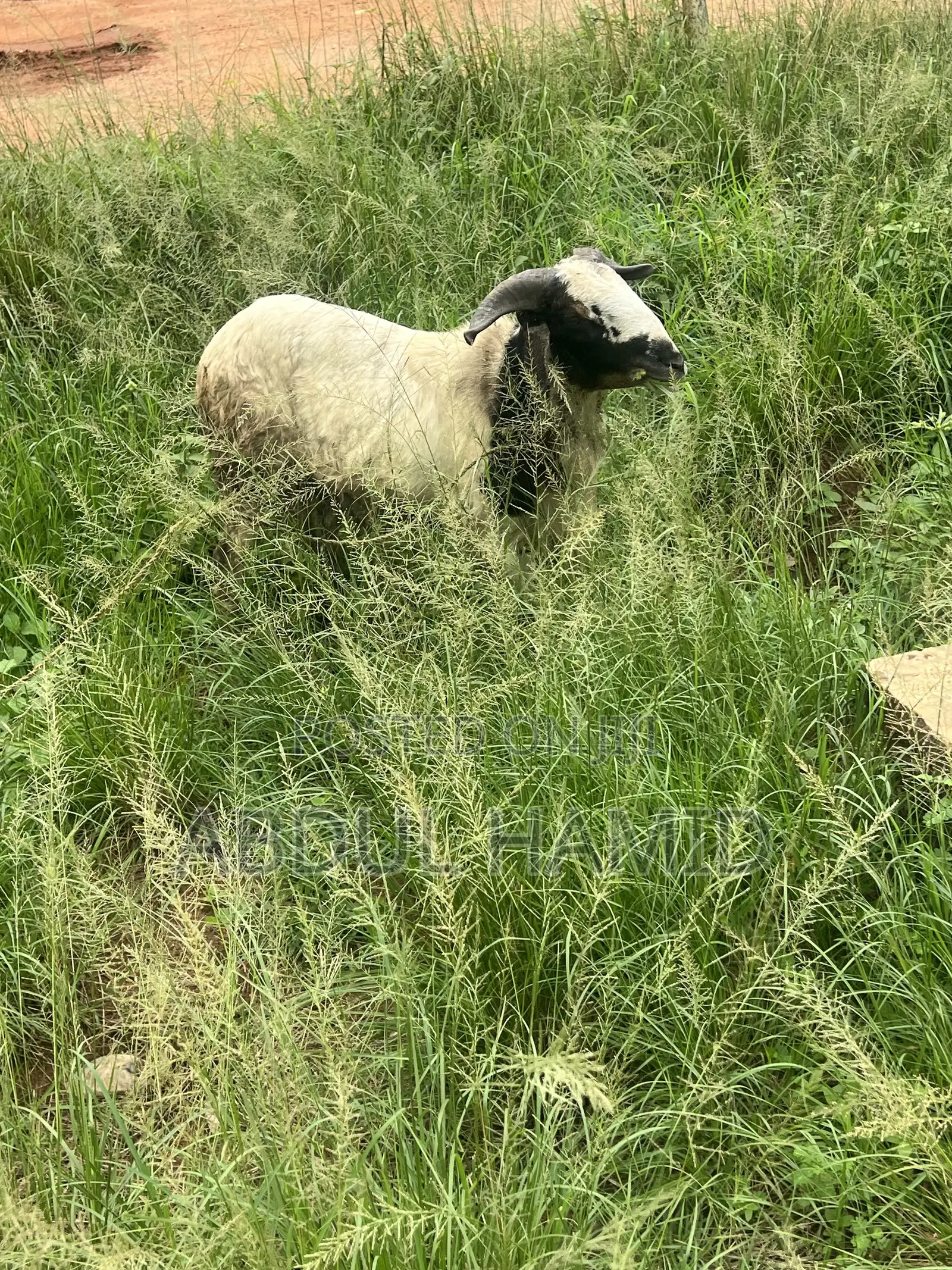 Mature Healthy Male Ram / Sheep for Sale
