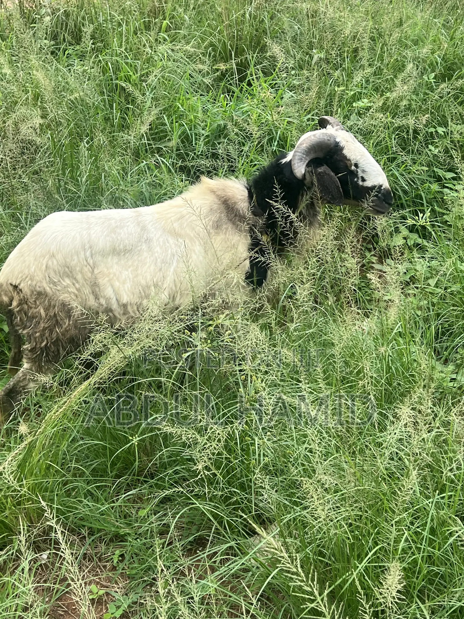 Mature Healthy Male Ram / Sheep for Sale