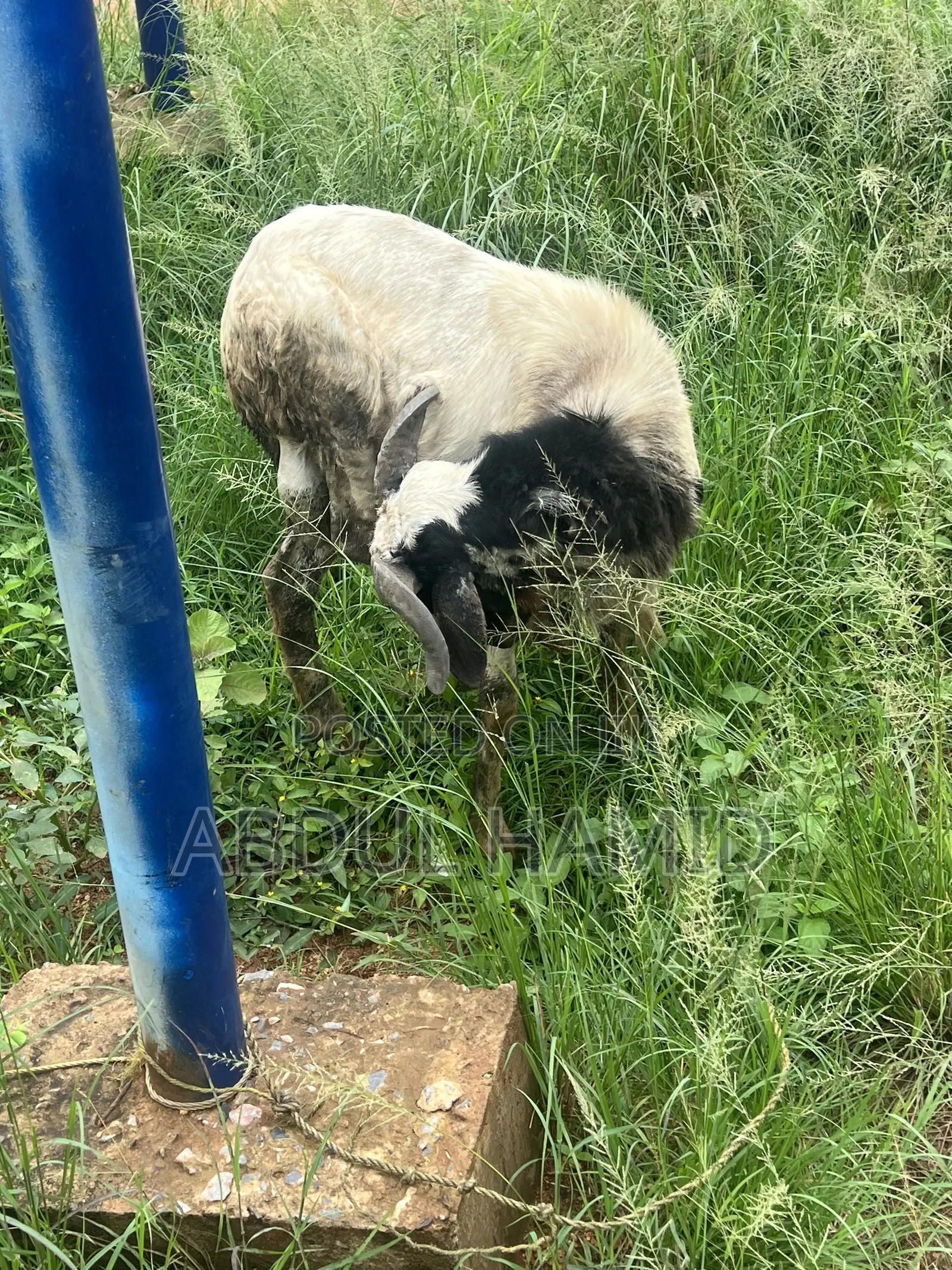 Mature Healthy Male Ram / Sheep for Sale