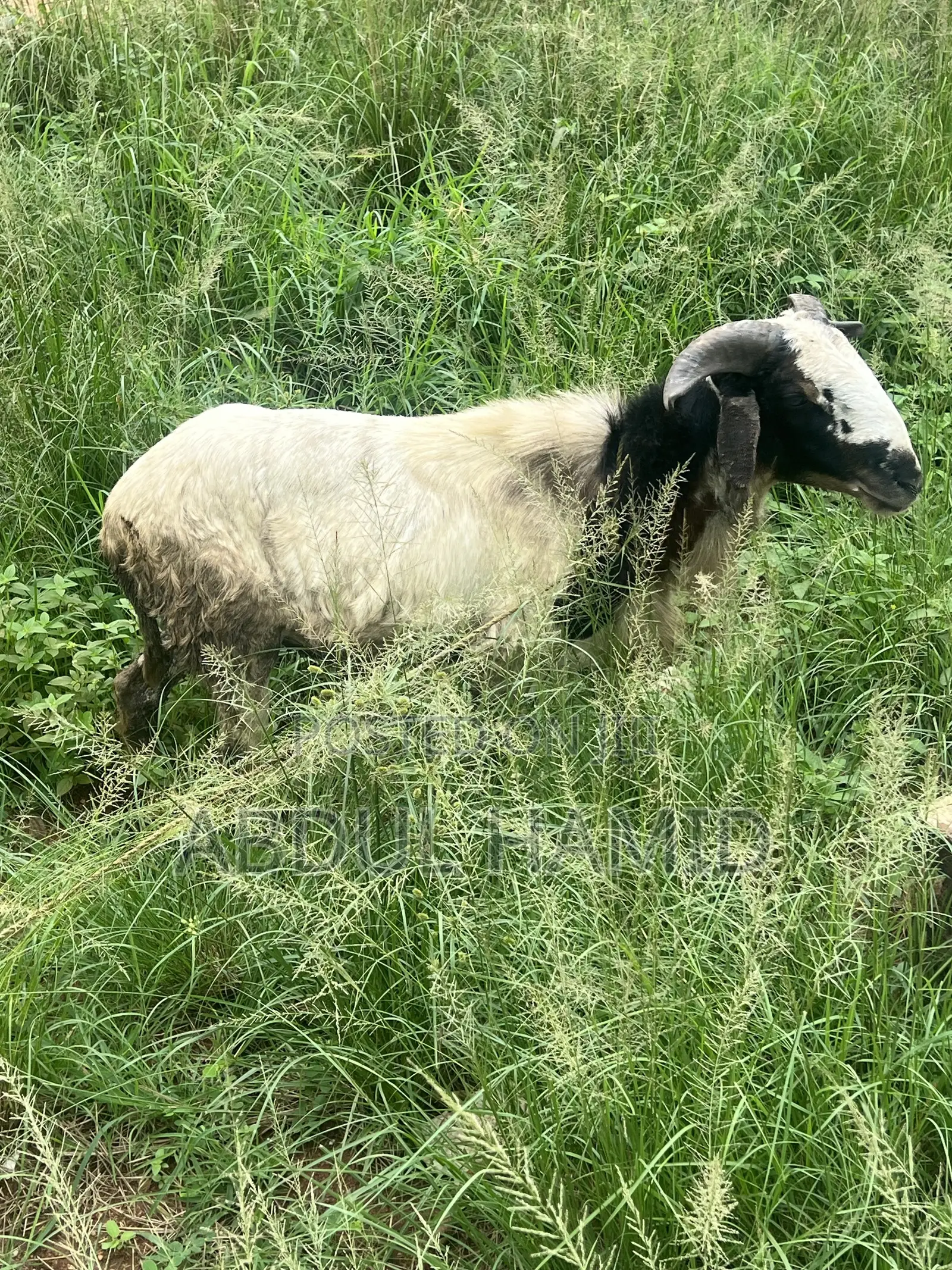 Mature Healthy Male Ram / Sheep for Sale