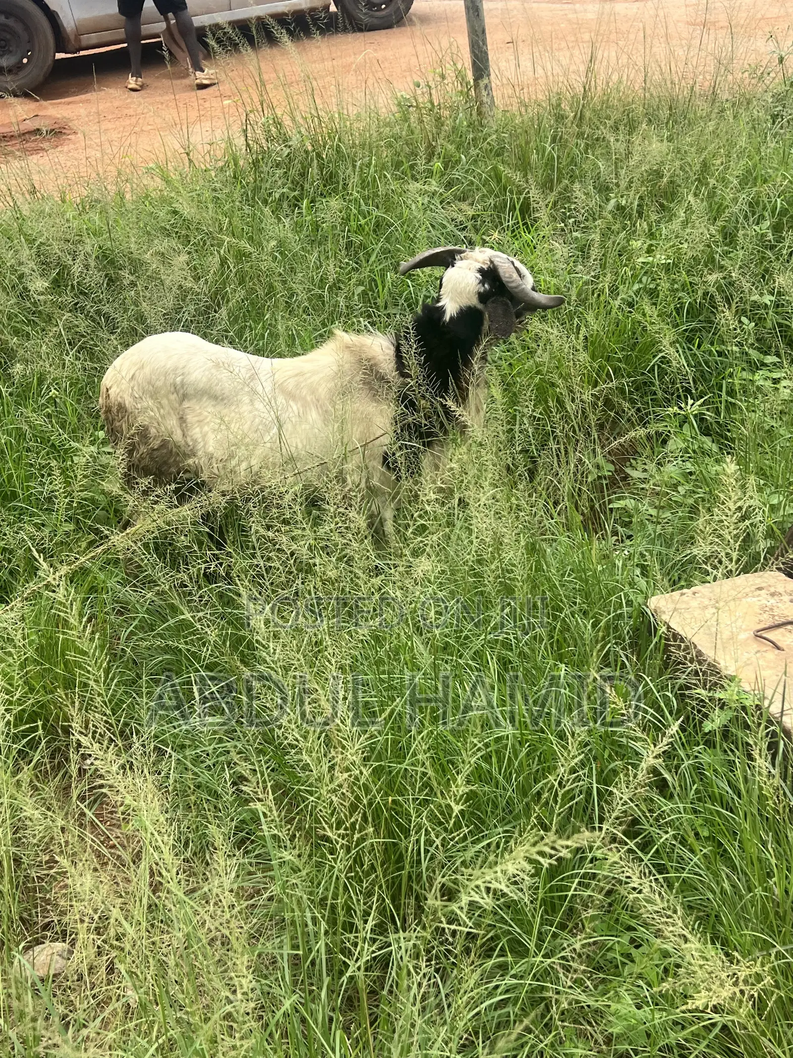 Mature Healthy Male Ram / Sheep for Sale